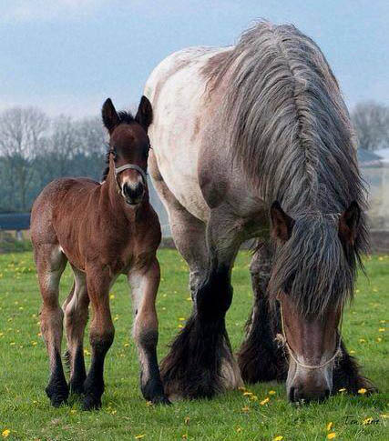 Dutch draft horse and foal